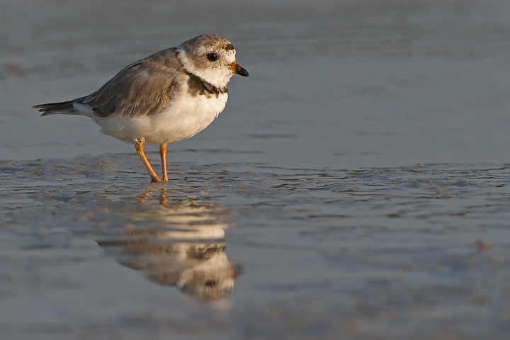 Amerikanischer Sandregenpfeifer Charadrius semipalmatus Semipalmated Plover